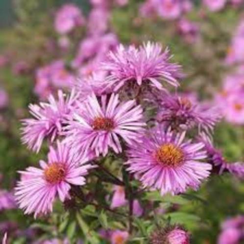 Tuinplanten Vaste planten Herfstaster licht roze, Tuin en Terras, Planten | Tuinplanten, Vaste plant, Overige soorten, Volle zon