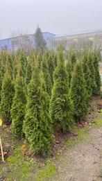 Haagconiferen thuya smaragd 180/200cm€10, Ophalen, Overige soorten, Minder dan 100 cm