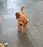 australien mini labradoodle nog 1 reutje mag verhuizen, Dieren en Toebehoren, Overige rassen, 8 tot 15 weken, CDV (hondenziekte)