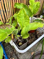 Ossentong, Volle zon, Vaste plant, Lente, Ophalen