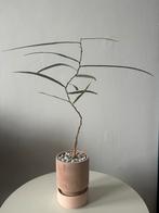 Brachychiton Rupestris/ Australische Flessenboom, Huis en Inrichting, Kamerplanten, Ophalen, Halfschaduw, Minder dan 100 cm