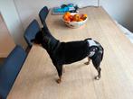 Wasbaar luiertje voor loopse hond XS, Ophalen of Verzenden, Gebruikt