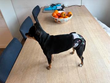 Wasbaar luiertje voor loopse hond XS beschikbaar voor biedingen