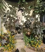 Wonderboom zaden, Ophalen of Verzenden, Voorjaar, Volle zon, Zaad