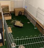 Compleet hekwerk voor konijnen of andere dieren, Ophalen, Overige typen