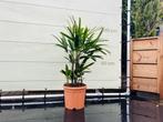 Palmboom - Rhapis Excelsa - Bamboepalm, Ophalen of Verzenden, 100 tot 250 cm, Zomer, Palmboom