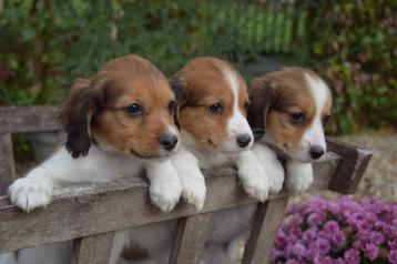 Kooiker pups met stamboom beschikbaar voor biedingen