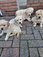 golden retrievers pups, Dieren en Toebehoren, Golden retriever, Rabiës (hondsdolheid), 8 tot 15 weken, Meerdere dieren