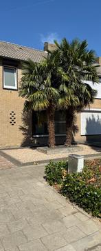 Palmbomen, 250 tot 400 cm, Zomer, Palmboom, Ophalen