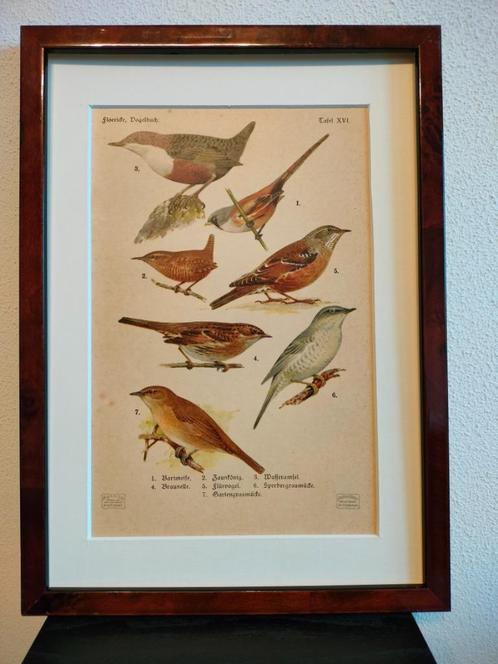 Litho Floericke Baardman Winterkoning Tuinfluiter 1922, Antiek en Kunst, Kunst | Litho's en Zeefdrukken, Ophalen of Verzenden