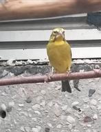 Zwavelgele dikbekcini pop, Dieren en Toebehoren, Vogels | Overige Vogels, Vrouwelijk, Geringd