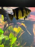 Datnioides 3 bar, Dieren en Toebehoren, Vis