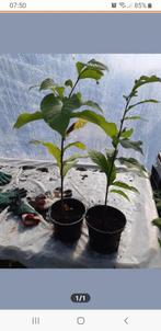 Asimina triloba (paw paw), Ophalen of Verzenden, Minder dan 100 cm, Overige soorten, Lente