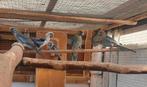 6 penant Rosella s, Dieren en Toebehoren, Meerdere dieren, Parkiet, Geringd