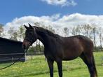 Te Koop meerdere jonge sportpaarden, Dieren en Toebehoren, Meerdere dieren, Onbeleerd, Gechipt, 3 tot 6 jaar