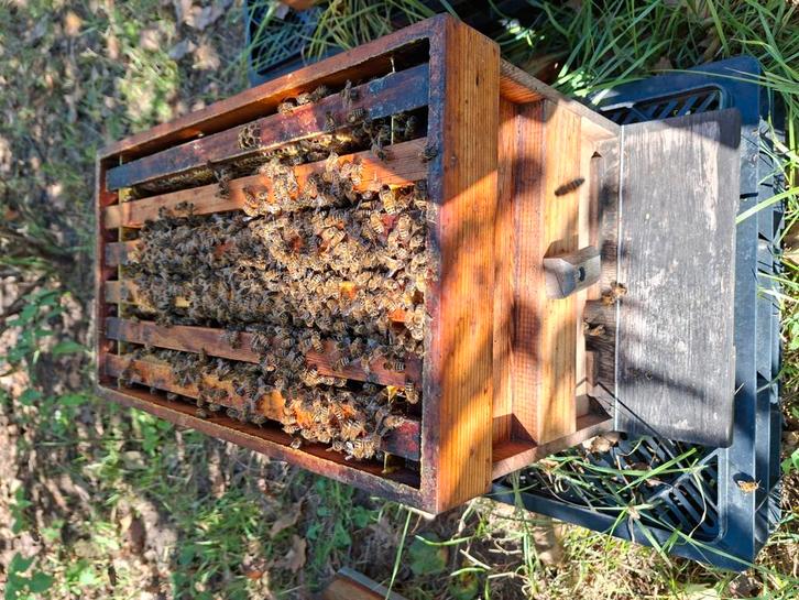 Buckfast F1 bijen, Dieren en Toebehoren, Insecten en Spinnen, Bijen