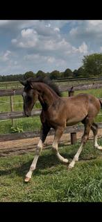 Te koop: Veelbelovend KWPN dressuurveulen – Pride x Bordeaux, Dieren en Toebehoren, Paarden, Gechipt, Dressuurpaard, 0 tot 2 jaar