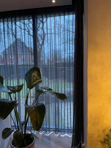 Vitrage antraciet beschikbaar voor biedingen