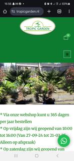Yucca rostrata prachtige volle planten, Tuin en Terras, Planten | Bomen, Volle zon, 100 tot 250 cm, Zomer, Overige soorten