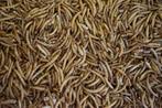 Meelwormen 10kg - Buitenvogelvoer, Ophalen of Verzenden, Vogel