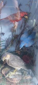Vitrine met opgezette vogels taxidermie, Verzamelen, Dierenverzamelingen, Ophalen, Zo goed als nieuw, Vogel, Opgezet dier