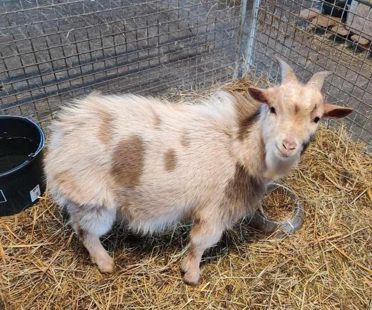 Mooie aparte maanvlekken dwergbok, Dieren en Toebehoren, Schapen, Geiten en Varkens, Geit, Mannelijk, 3 tot 5 jaar