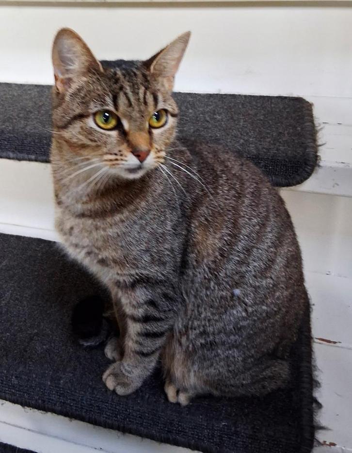 Kruising Bengaal poes ter herplaatsing, Dieren en Toebehoren, Katten en Kittens | Overige Katten, Kortharig, Poes, 0 tot 2 jaar