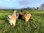 Jonge tamme Brahma kippen hennen gesekst en ingeënt, Dieren en Toebehoren, Pluimvee, Vrouwelijk, Kip