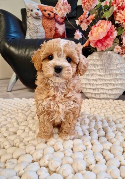 Prachtige boomer x toy poedel pups, Dieren en Toebehoren, Honden | Chihuahua's en Gezelschapshonden, Teef, Overige rassen, Fokker | Professioneel