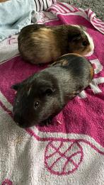 2 jonge cavia broers met kooi en alles, Dieren en Toebehoren, Mei, Mannelijk, Cavia