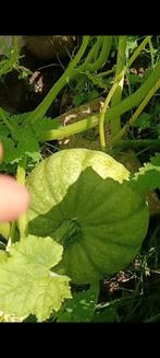 Pompoen stekjes, Tuin en Terras, Planten | Tuinplanten, Zomer, Ophalen of Verzenden, Volle zon