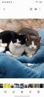 Katten een beter huis geven, Dieren en Toebehoren, Geslacht onbekend, Kortharig, 6 jaar of ouder