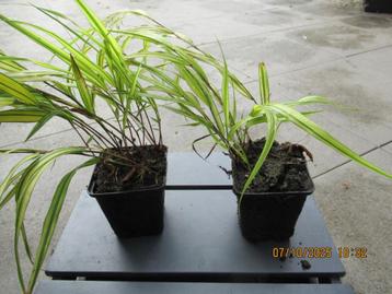 Japans Berggras beschikbaar voor biedingen