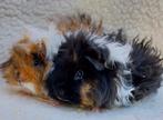 Lunkarya beertjes, Dieren en Toebehoren, Juni, Mannelijk, Cavia