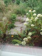 Gratis terrastegels, Tuin en Terras, Tegels en Klinkers, Ophalen, Gebruikt, Minder dan 5 m², Beton