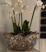 Schelpenvaas, Huis en Inrichting, Woonaccessoires | Vazen, Ophalen, Overige materialen, Overige kleuren, Zo goed als nieuw