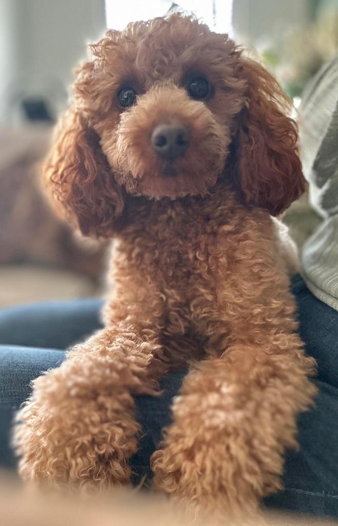 Rode toy/dwerg poedel DEKREU aangeboden met FCI stamboom, Dieren en Toebehoren, Honden | Dekreuen, Reu, Particulier, Eén hond