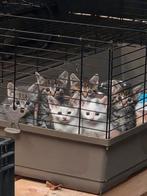 3 boerderij kittens, Dieren en Toebehoren, Katten en Kittens | Dekkaters