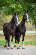 Tweespan Gelderse tuigpaarden met tuig en Easy-step menkar, Dieren en Toebehoren, Met stamboom, Ruin, Niet van toepassing, 11 jaar of ouder