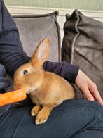 Standaard rex konijn konijntje ram, Dieren en Toebehoren, Konijnen, Mannelijk, Groot