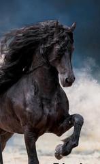 Bijrijder gezocht, Ruiter of Bijrijder