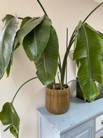 Strelitzia nicolai 130cm, Huis en Inrichting, Ophalen, Halfschaduw