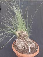 Calibanus hookeri 4, caudex 27, hoogte incl. pot 70 cm, Ophalen of Verzenden, Vaste plant, Overige soorten, Halfschaduw