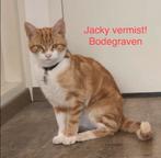 Vermist kat Jacky uit Bodegraven, Dieren en Toebehoren, Vermiste en Gevonden Dieren, Kat