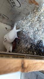 Twee zier duiven, Dieren en Toebehoren, Vogels | Duiven