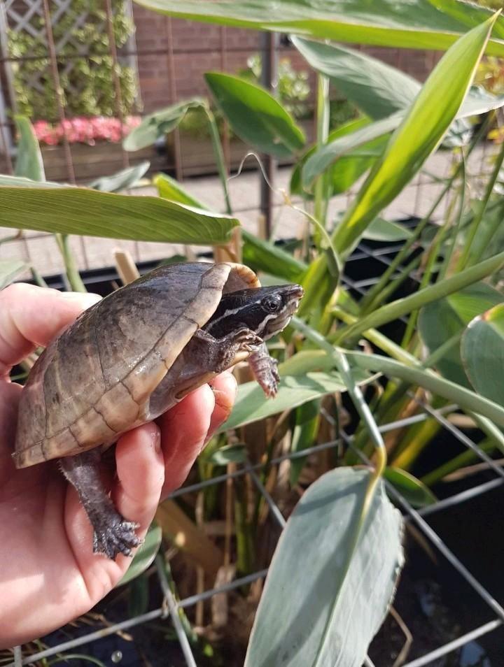 Enkele Muskusschildpadden kleinblijvende muskus schildpadden