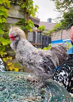 U.S.A. zijdehoen Haan, Dieren en Toebehoren, Pluimvee, Mannelijk, Kip