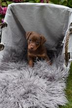 Super mooie kleine jack russel pups, Dieren en Toebehoren, Honden | Jack Russells en Terriërs, Jack Russell Terriër, 8 tot 15 weken