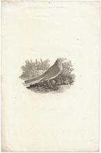 Thomas Bewick houtgravure "The Nightingale", Antiek en Kunst, Ophalen