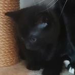 Kittens, Dieren en Toebehoren, Ophalen